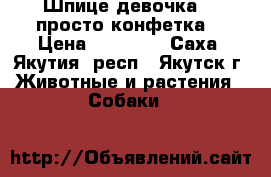 Шпице-девочка  - просто конфетка. › Цена ­ 45 000 - Саха (Якутия) респ., Якутск г. Животные и растения » Собаки   